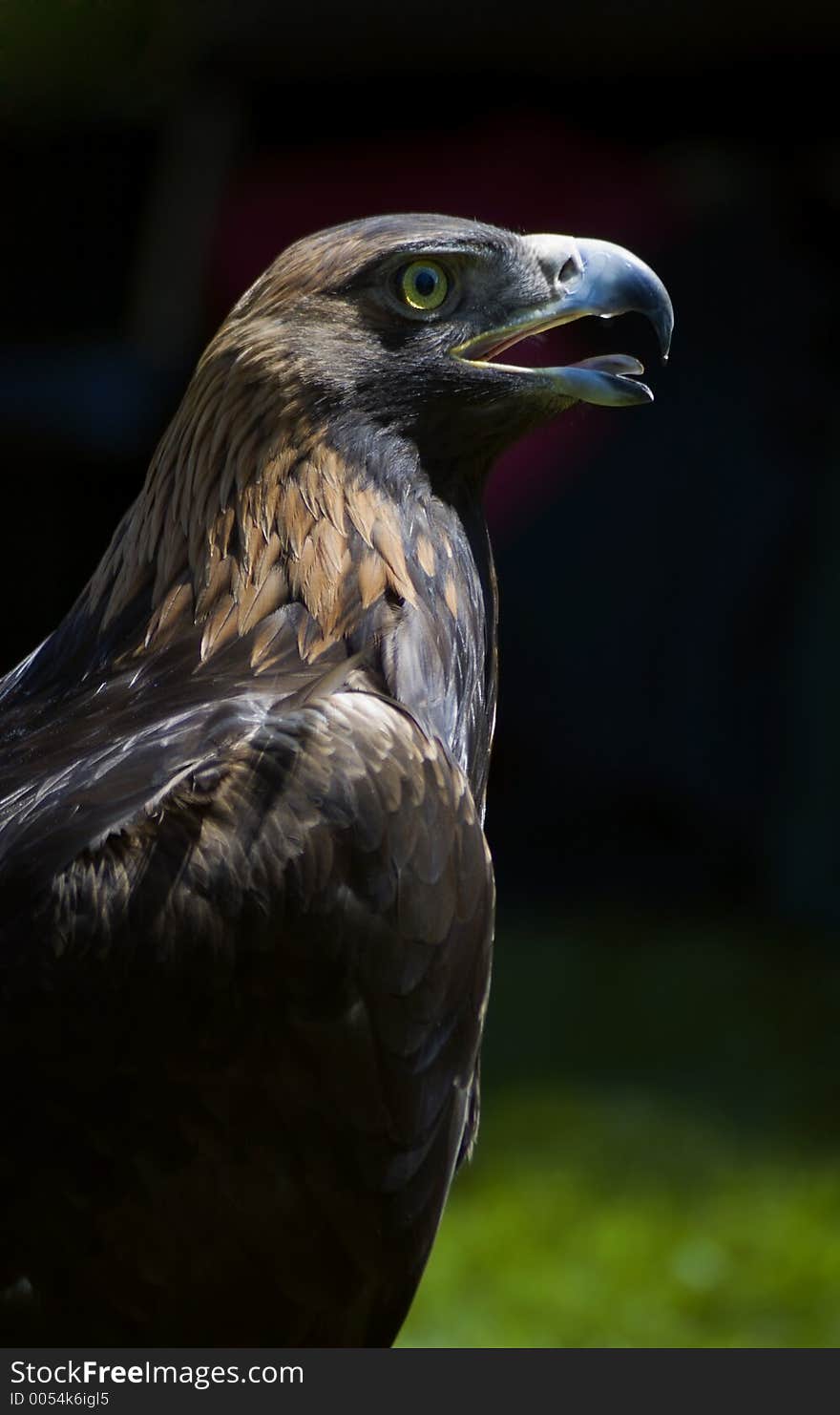 Profile of Golden Eagle (Aquila chrysaetos). Profile of Golden Eagle (Aquila chrysaetos)