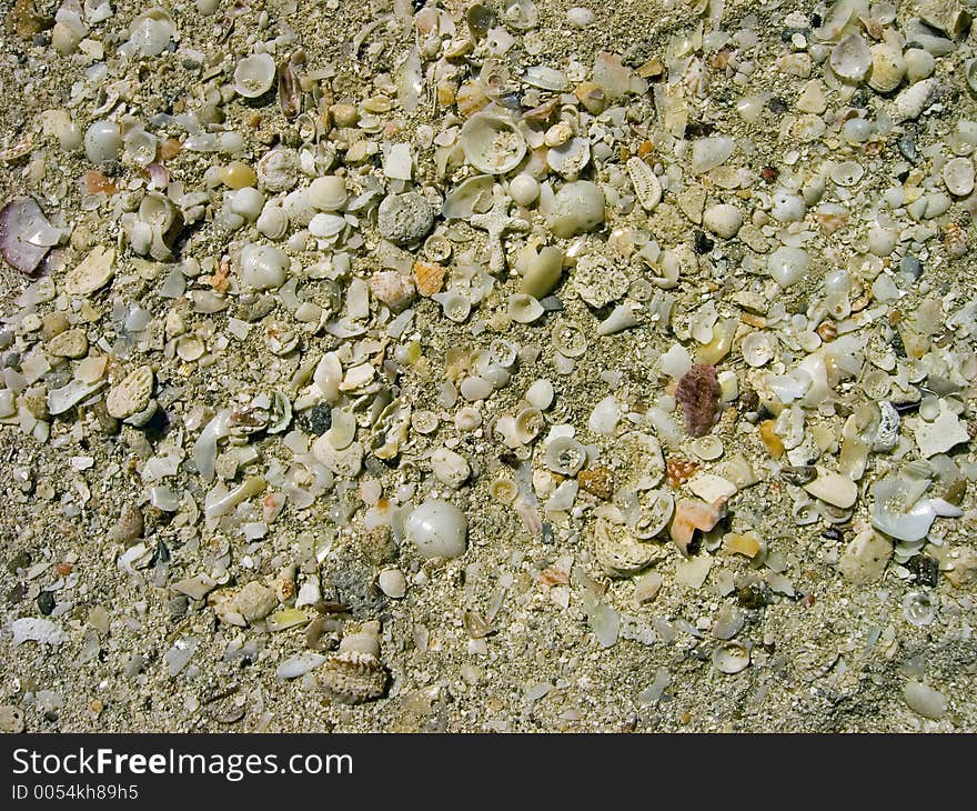 Faunal remains on a caribean strand,. Faunal remains on a caribean strand,