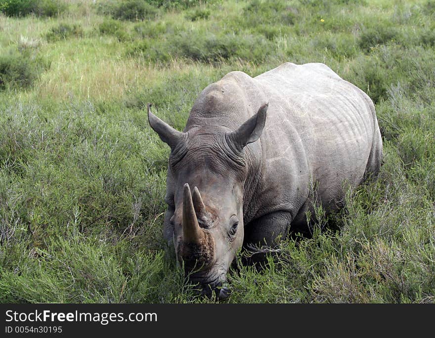 White Rhino