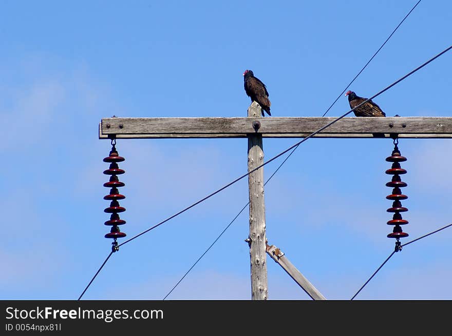 Two turkey vultures on utility pole against blue sky