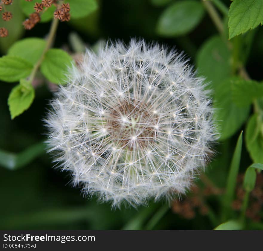 A close-up of a dandelion clock