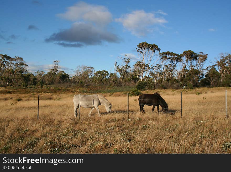 Two beautiful horses, one white horse and one black, in a dry Autumn field. Location: Primrose Sands, Tasmania, Australia. Two beautiful horses, one white horse and one black, in a dry Autumn field. Location: Primrose Sands, Tasmania, Australia.