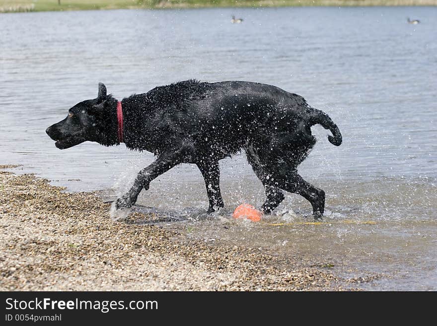 Black lab shaking off after a swim. Black lab shaking off after a swim