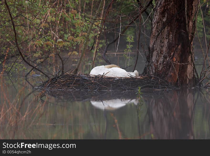 Foggy Morning Nesting Swan