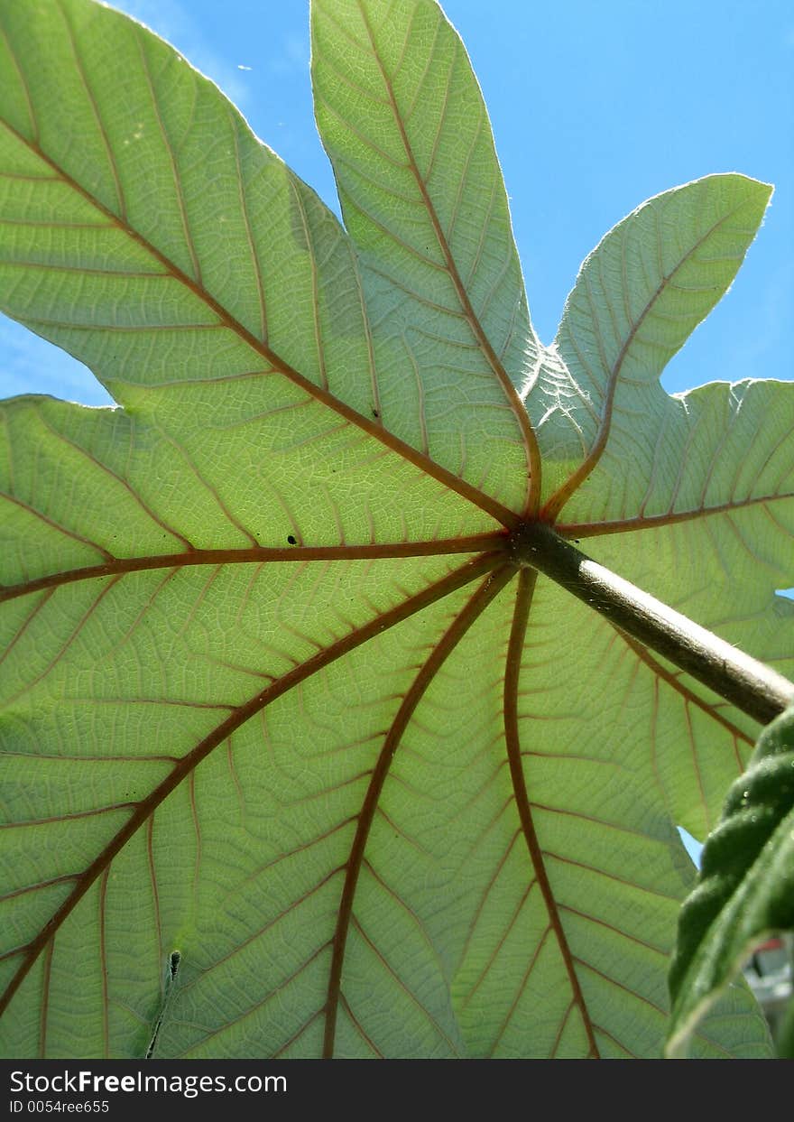 Leaf detail