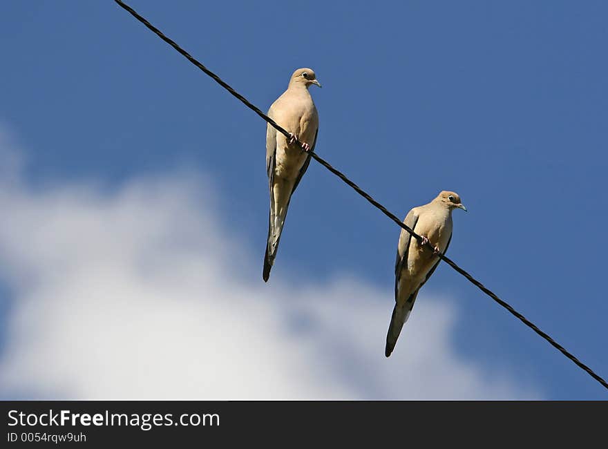 Doves on a wire