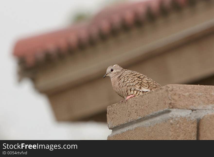 Dove On Wall With Spanish Tile Roof