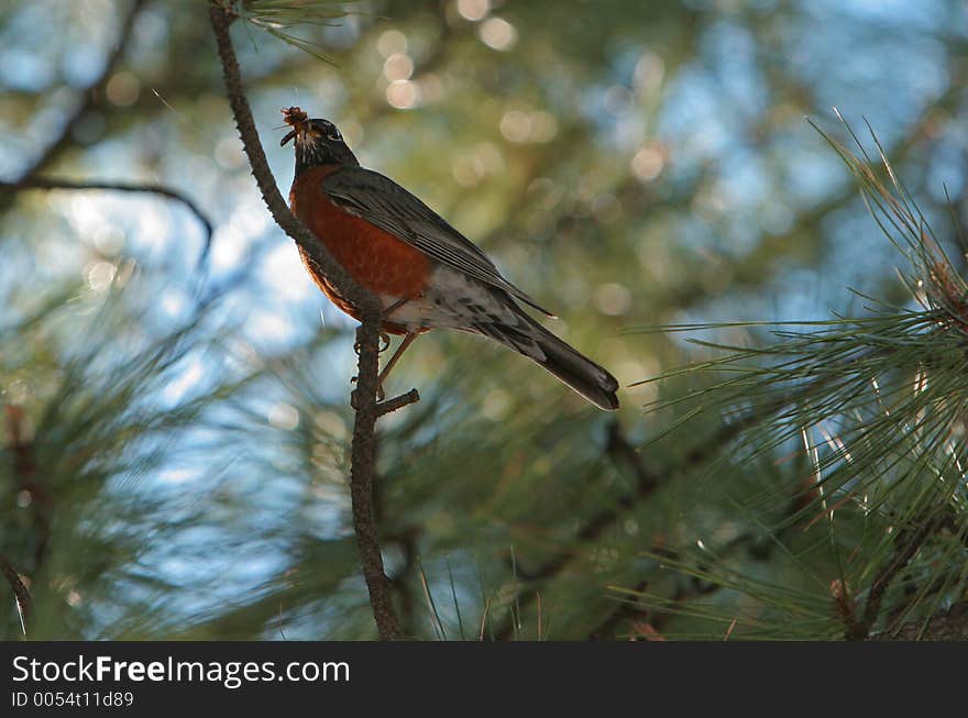 Robin with beak full of insects. Robin with beak full of insects.