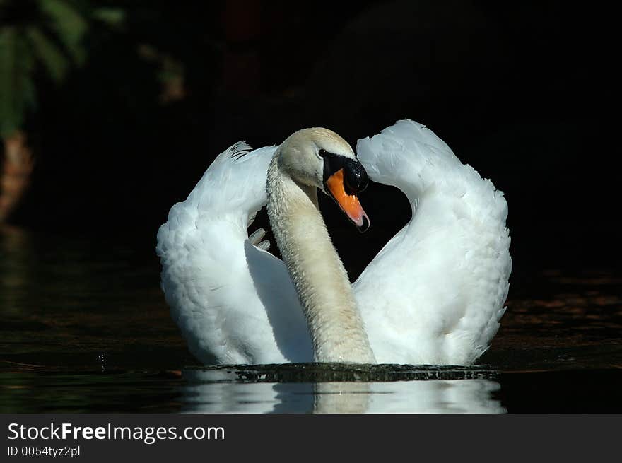 Swimming swan