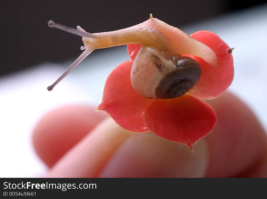 Snail and Kalanchoe