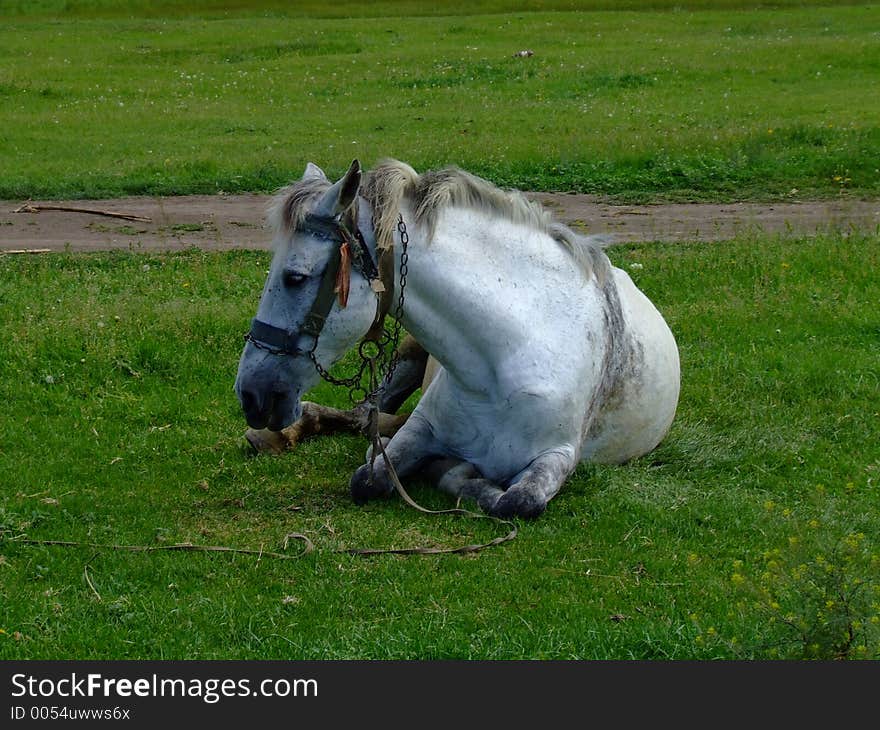 Horse on a meadow. Horse on a meadow