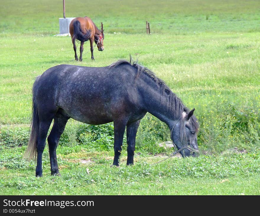 Horses on a field. Horses on a field