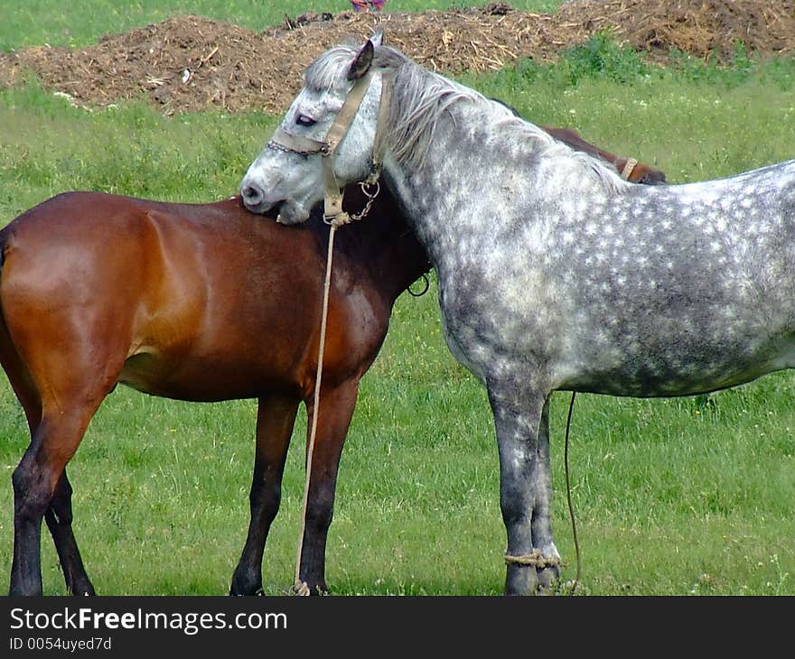 Horses on a field. Horses on a field