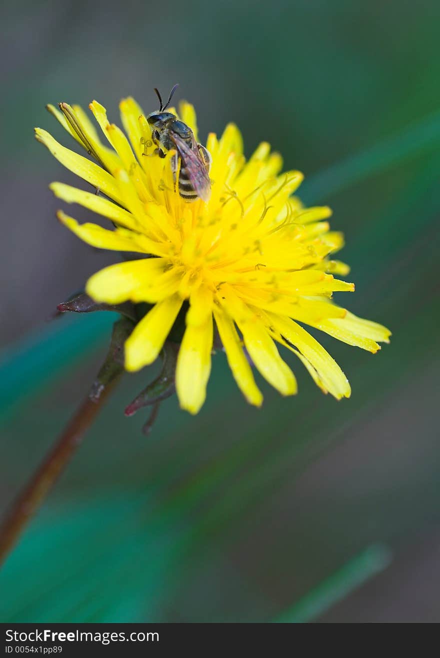 Young bee resting on yellow dandelion