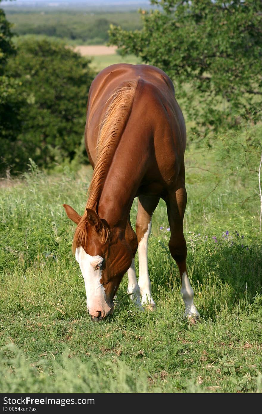 Sorrel filly grazing in summer pasture, bald face and four white stockings. Sorrel filly grazing in summer pasture, bald face and four white stockings.