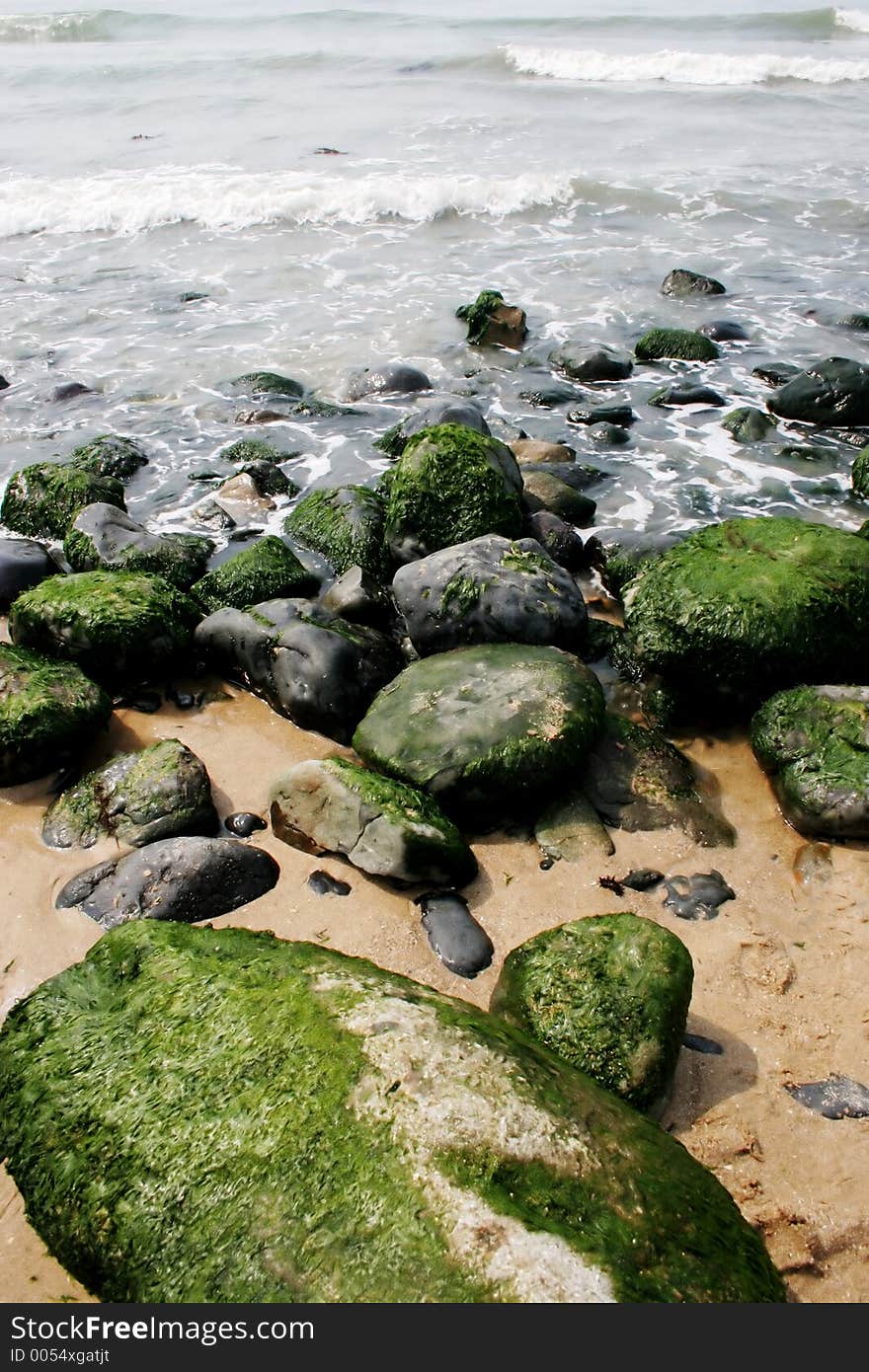 Green moss on rocks at the beach