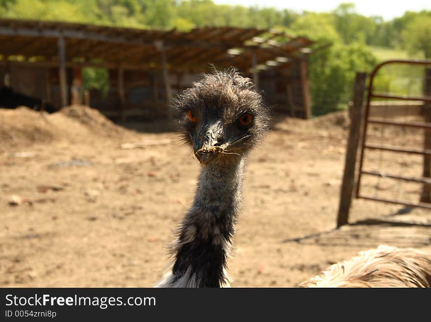 Emu's head