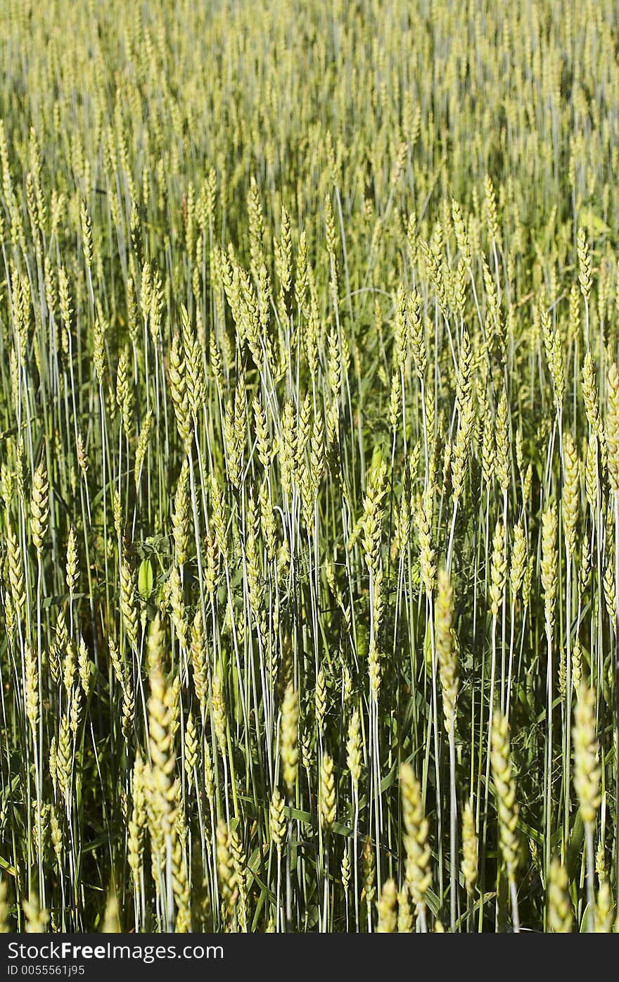 Crop field background