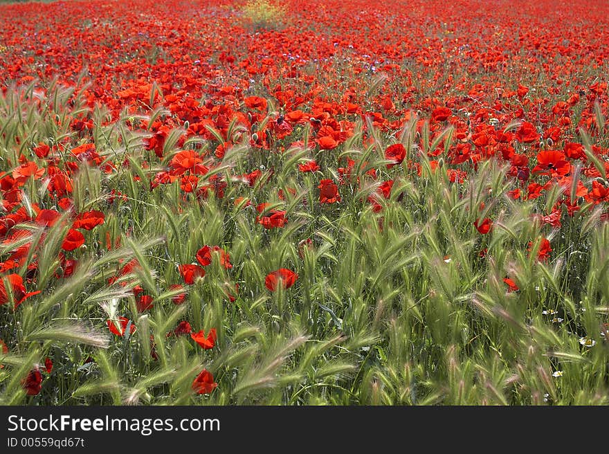 Poppies field