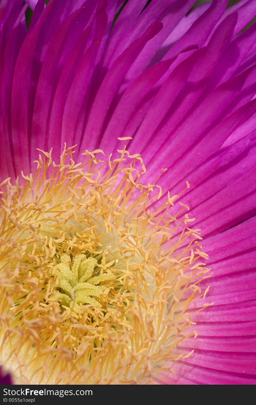 Pink and yellow gerbera. Pink and yellow gerbera