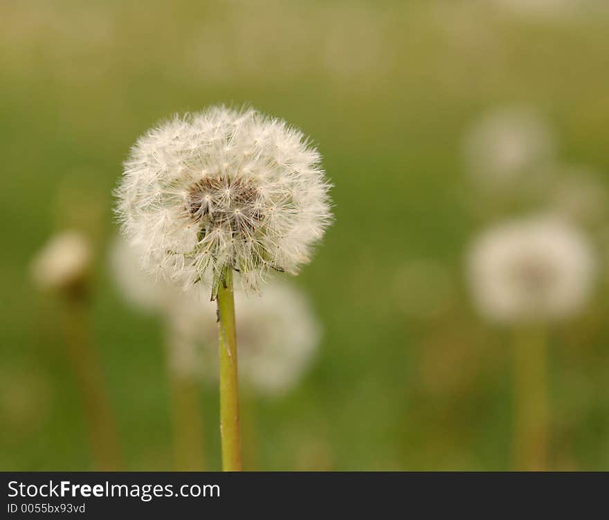 Focus on one of many dandelions. Focus on one of many dandelions