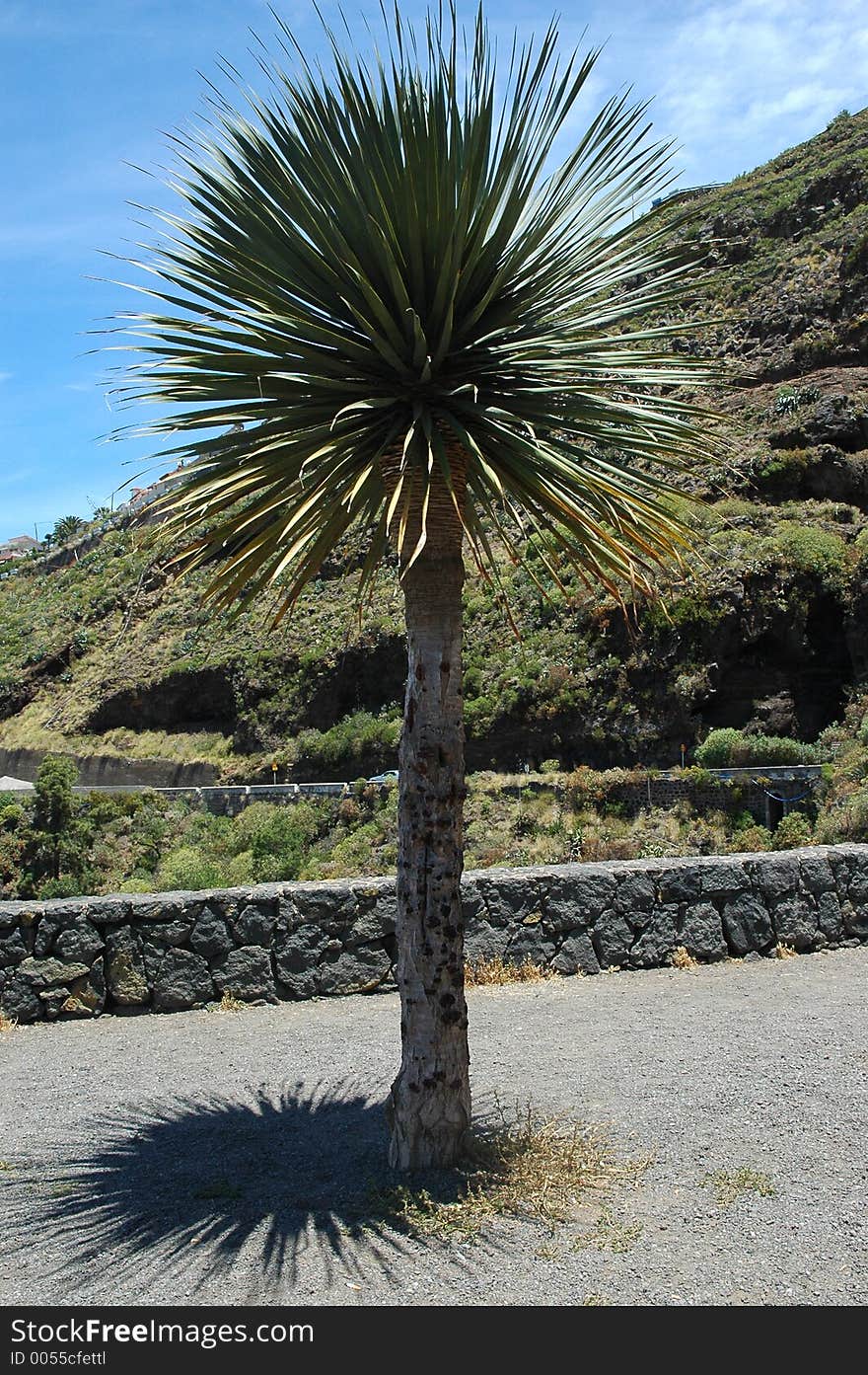 Tropical Palm Tree