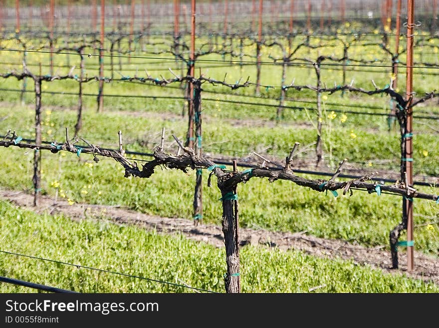 Wine Vines 1