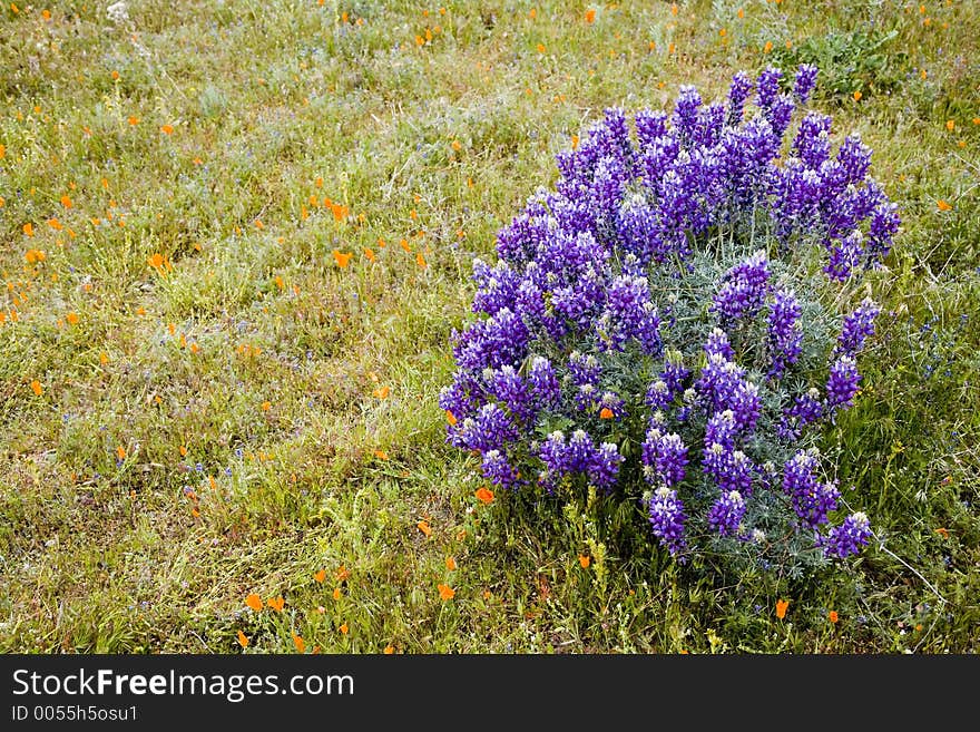 Lupine flowers on the meadow. Lupine flowers on the meadow.