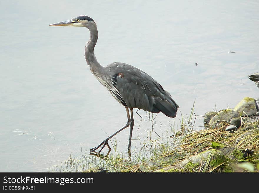 A Great Blue Heron after his dinner. A Great Blue Heron after his dinner.