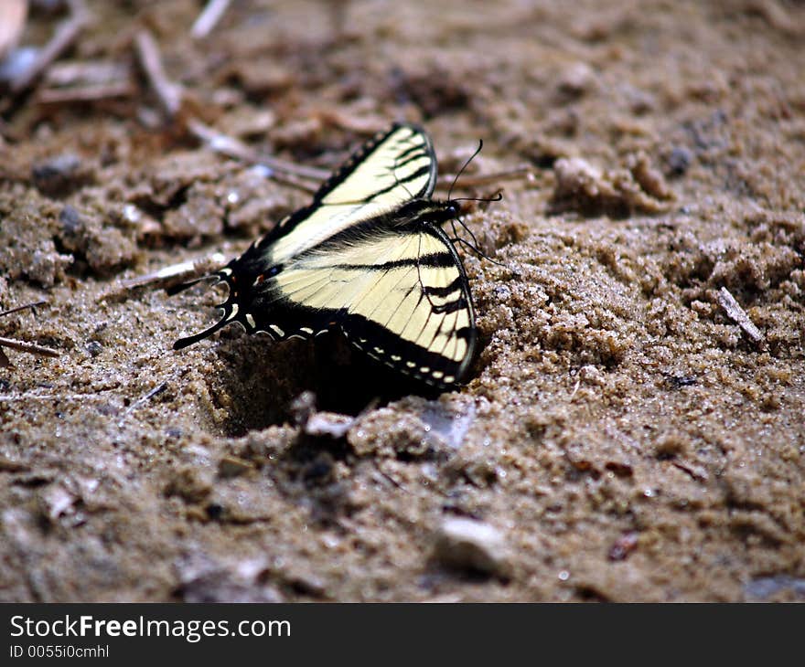 Yellow butterfly