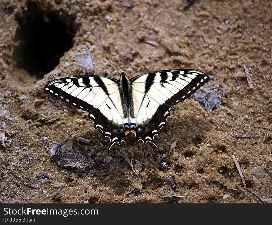 Yellow and gold butterfly