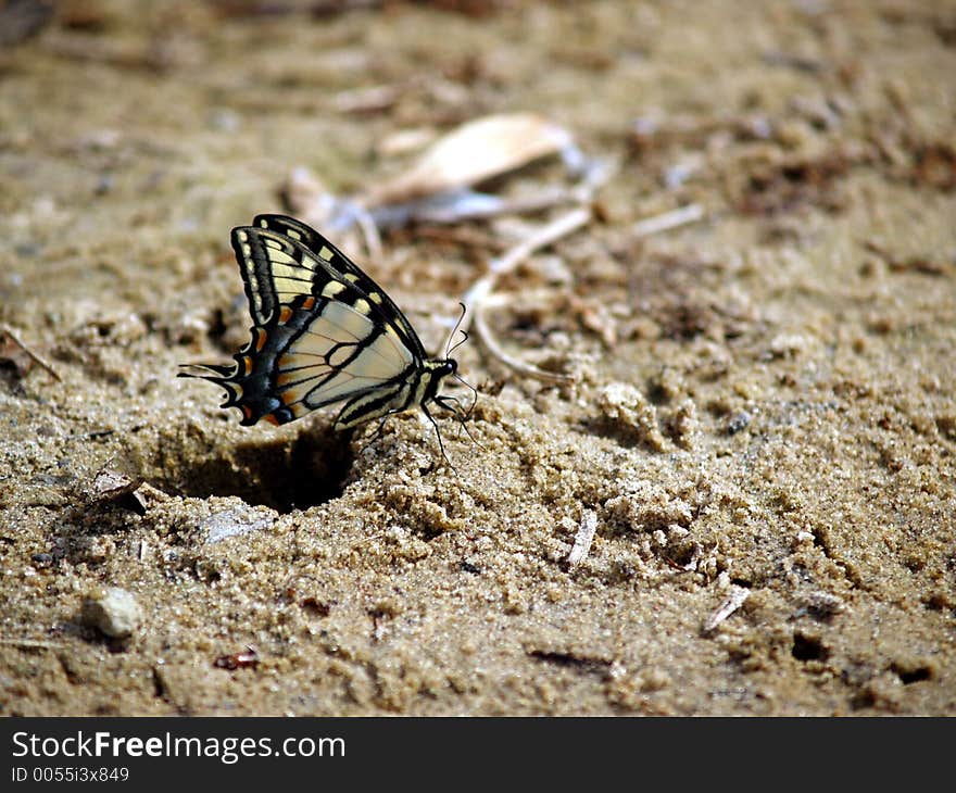 Yellow and gold butterfly