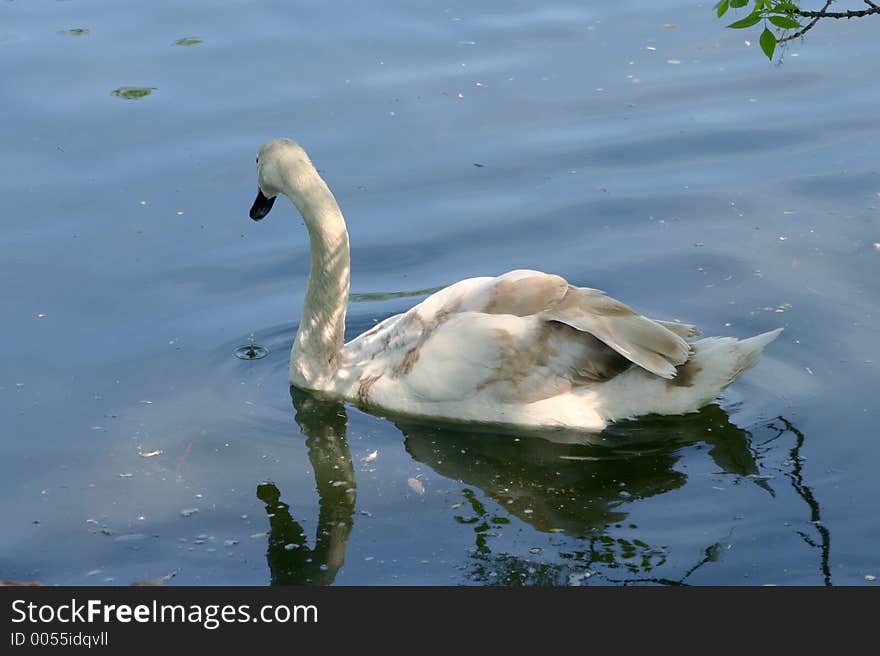 Swan on lake