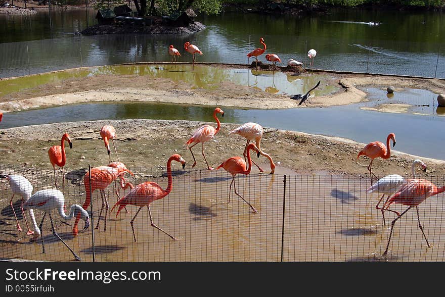 Flamingos