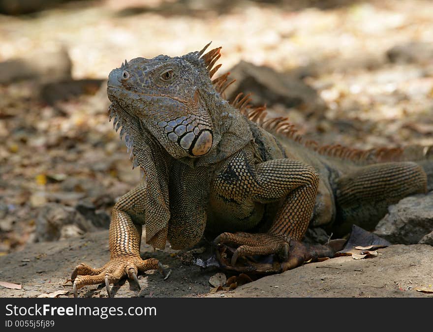 Portrait of iguana