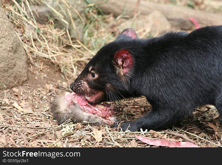 A cute little Tasmanian Devil licking some carrion on the ground.

Location: Tasmania, Australia.

Photographer: Crystal Venus. A cute little Tasmanian Devil licking some carrion on the ground.

Location: Tasmania, Australia.

Photographer: Crystal Venus.