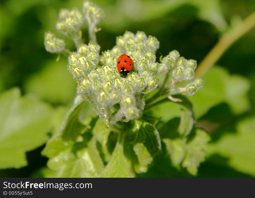 Ladybugs