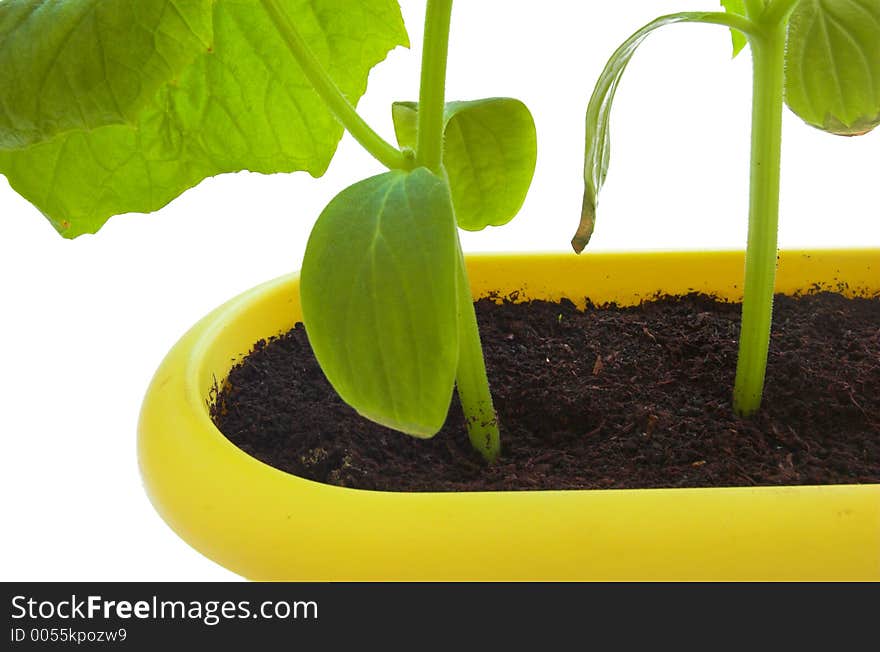 Fresh plants in pot isolated on white. Fresh plants in pot isolated on white