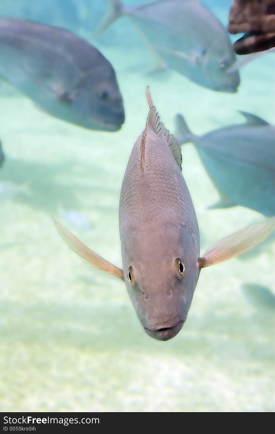 Mangrove Jack and Snapper