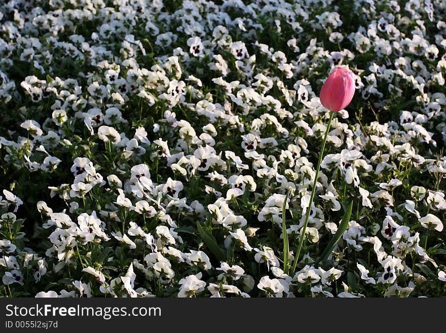 Pink Tulip Among White Daisies