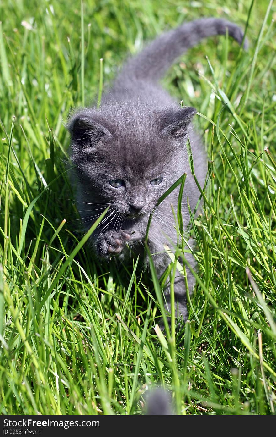 kitty on  the grass