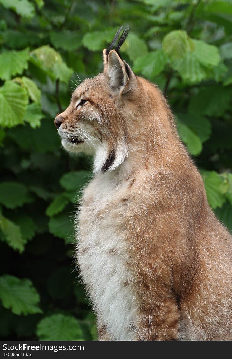 Lynx