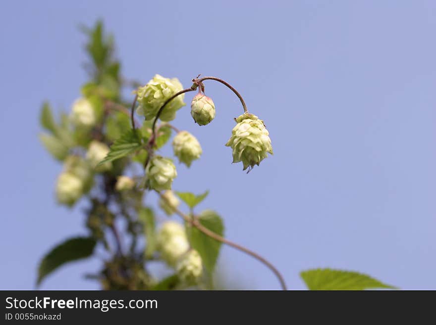 Natural hop for beer