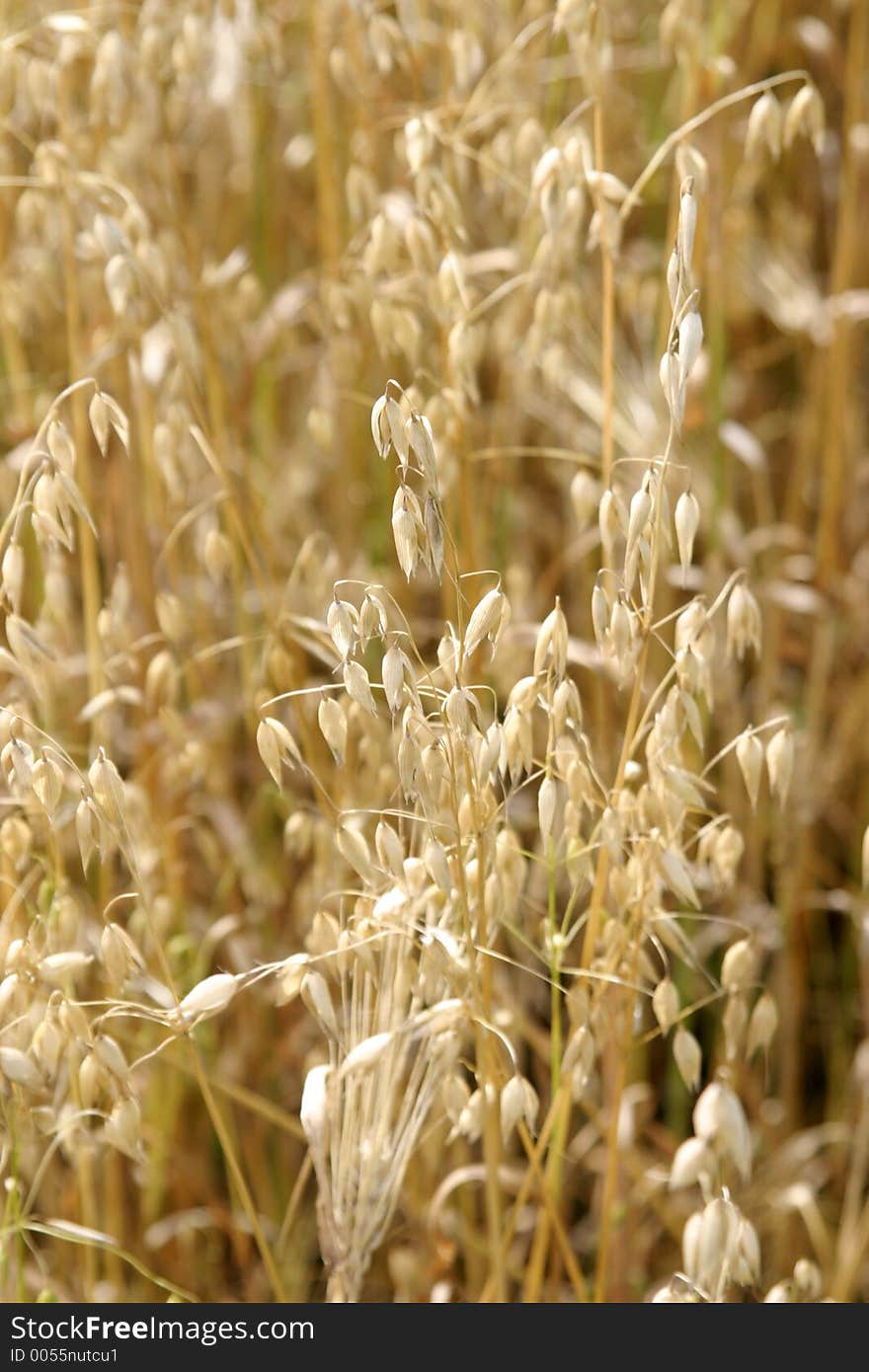 Close up detail of heads of Wheat ready for harvesting