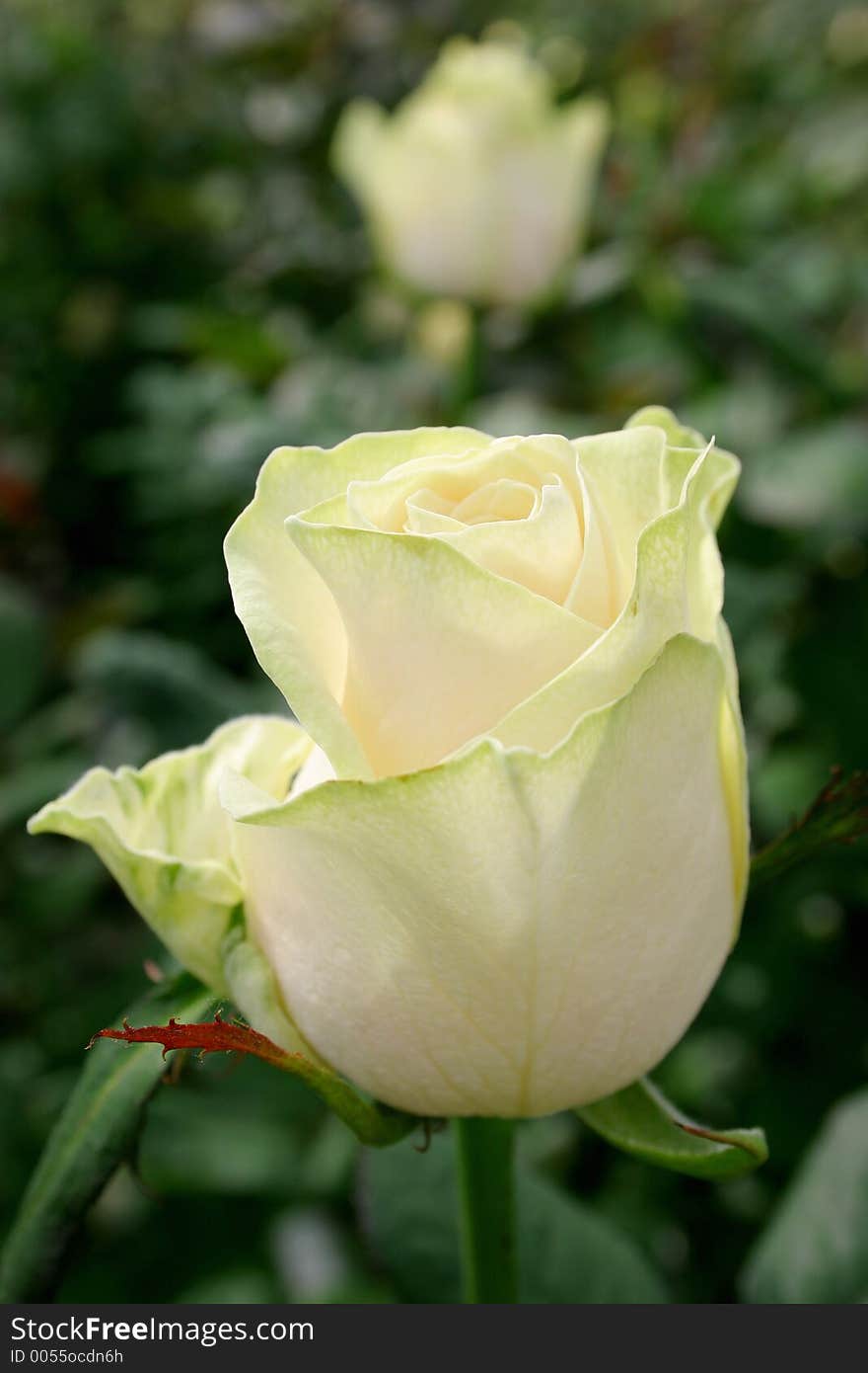 White rose in garden