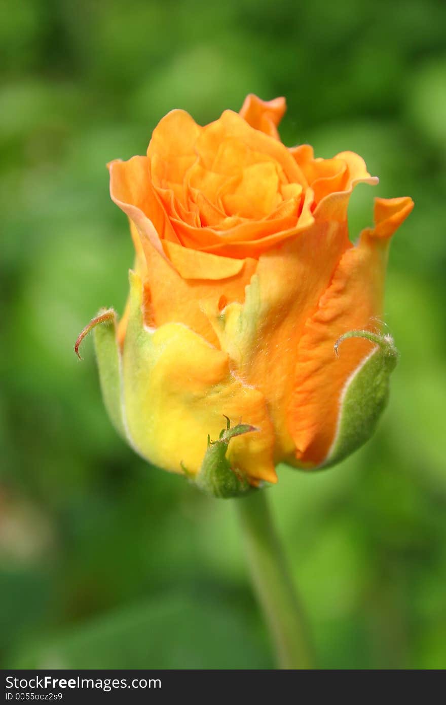 Orange rose