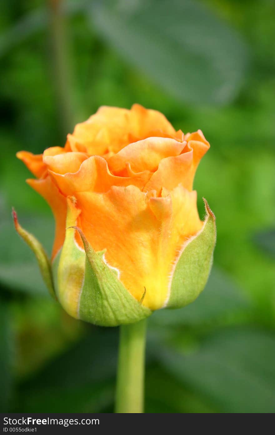 Yellow Rose