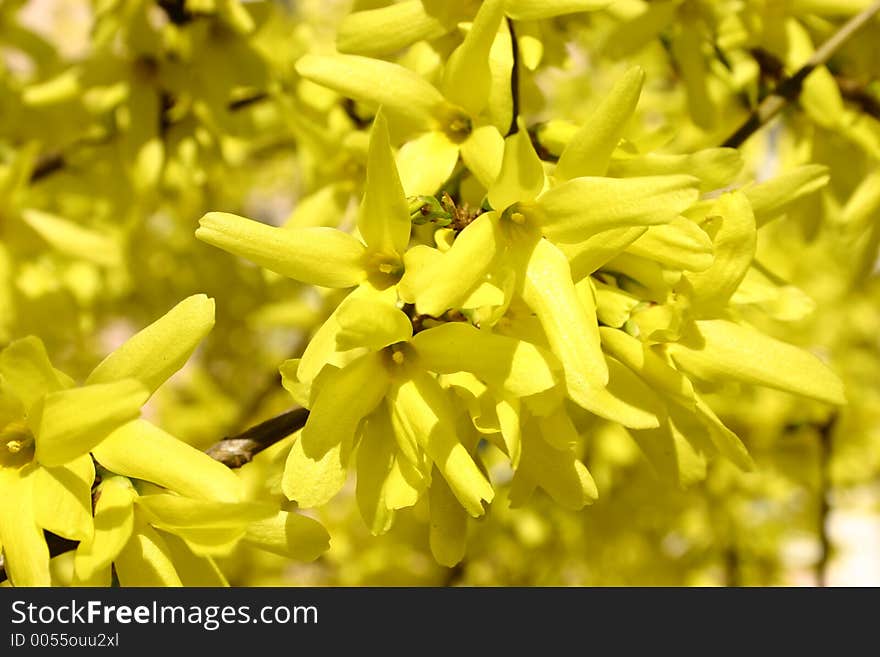 Yellow flowers on tree