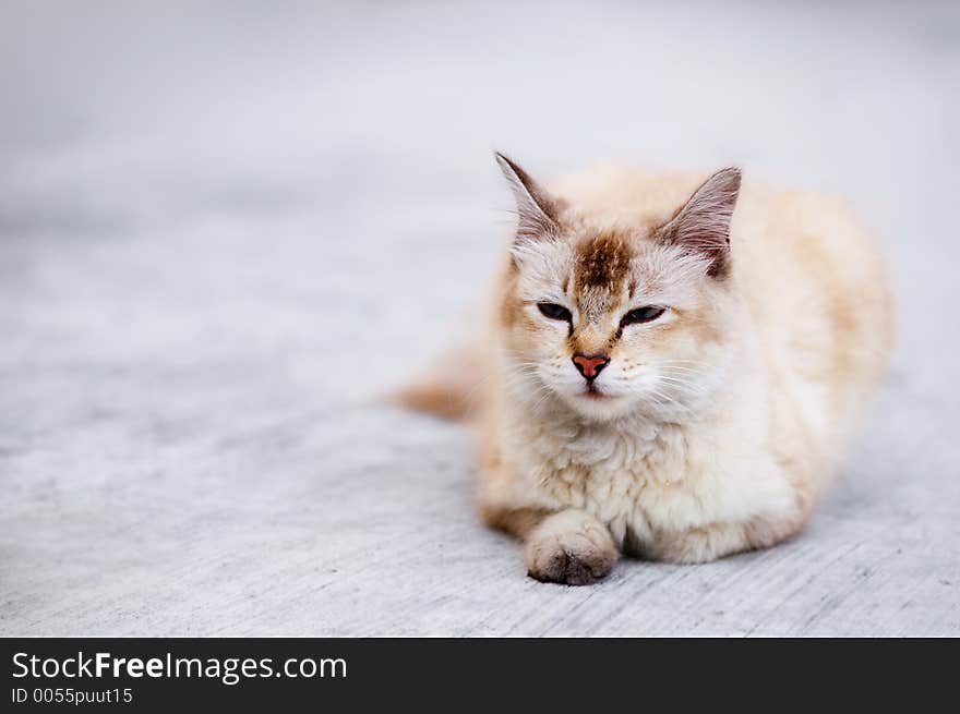 Young cat with whitish-brown fur and closed eyes gazing ahead and contemplating. Sitting and relaxing on grey floor. Young cat with whitish-brown fur and closed eyes gazing ahead and contemplating. Sitting and relaxing on grey floor.