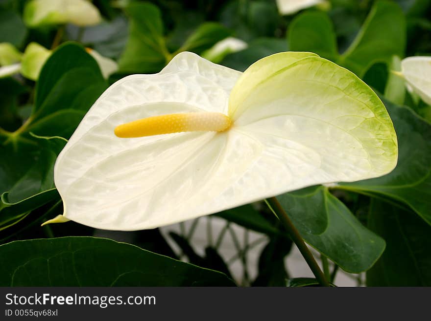 On green background of leaf white anthurium.